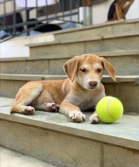 Output: add a tennis ball next to the dog